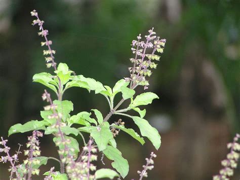 kerala tulsi video|Tulsi (Thulsi or Thulasi) – The Holy Basil – Thiruthuzhai.